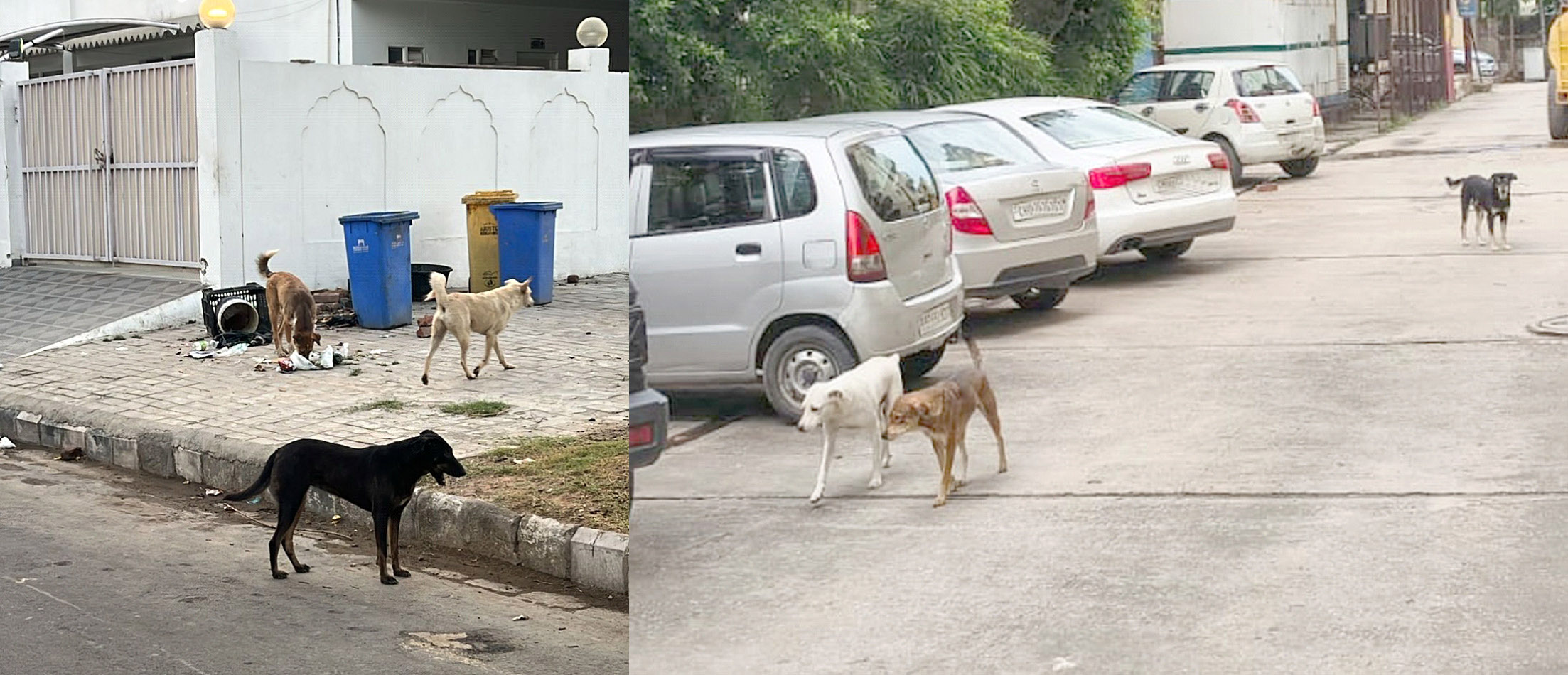 Day by day, barbaric incidents are being committed by stray dogs.